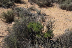 Tylecodon wallichii ecklonianus