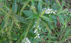 Veronica ligustrifolia