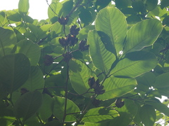 Lagerstroemia speciosa