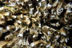 Galeolaria caespitosa