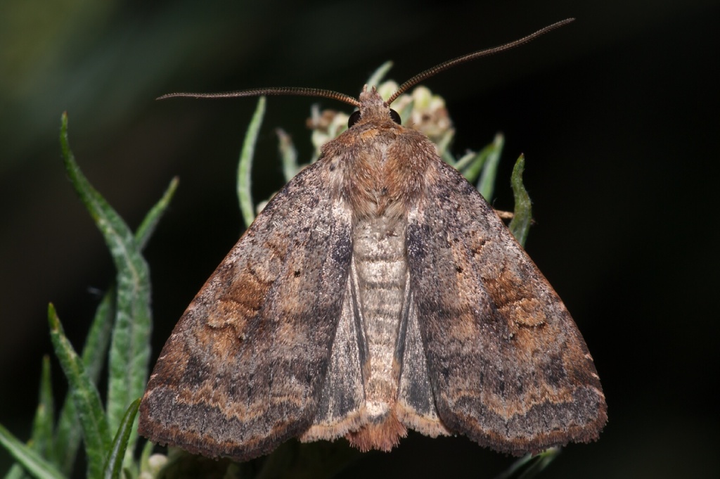 Barred Chestnut