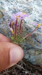 Leptosiphon latisectus