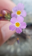 Leptosiphon latisectus