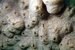 Didemnum psammatodes