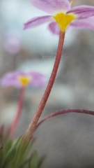 Leptosiphon latisectus