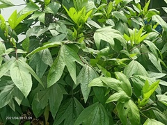Hibiscus sabdariffa