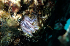 Fistulobalanus kondakovi