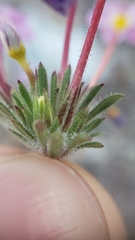 Leptosiphon latisectus