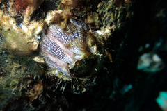 Fistulobalanus kondakovi