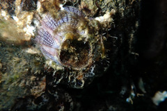 Fistulobalanus kondakovi