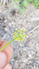 Tauschia kelloggii
