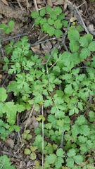 Tauschia kelloggii