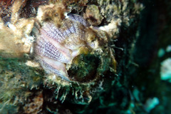 Fistulobalanus kondakovi