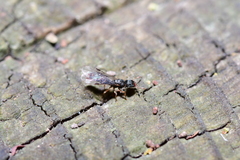 Ectatomminae