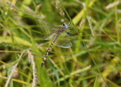 Hemicordulia intermedia