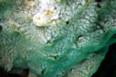 Didemnum lissoclinum