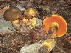 Neoboletus xanthopus