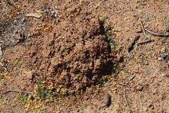 Cryptomys hottentotus