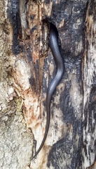 Pantherophis alleghaniensis