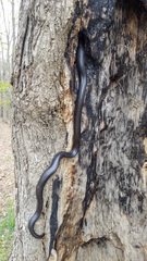 Pantherophis alleghaniensis