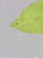 Fissidens osmundioides