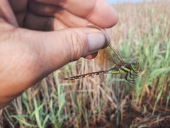 Anaciaeschna jaspidea