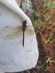 Anaciaeschna jaspidea