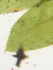 Fissidens osmundioides