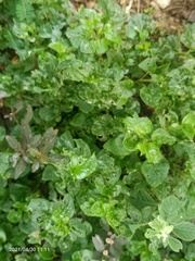 Alternanthera sissoo