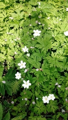 Anemonastrum flaccidum