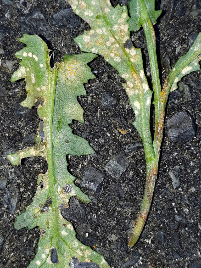 Pustula from Kaipara, Ruawai on December 15, 2017 at 10:25 AM by Peter ...