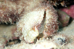 Magellania flavescens