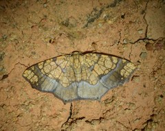 Nematocampa completa