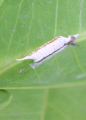 Tropidomantis gressitti