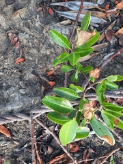 Gymnanthera oblonga