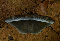 Hemeroblemma schausiana