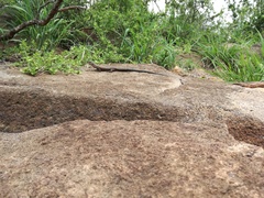 Matobosaurus validus
