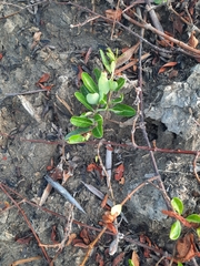 Gymnanthera oblonga