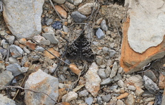 Tauroscopa notabilis