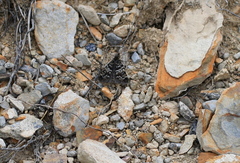 Tauroscopa notabilis