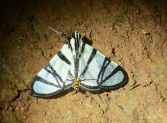 Conchylodes nolckenialis