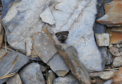 Tauroscopa notabilis