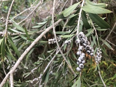 Melaleuca paludicola