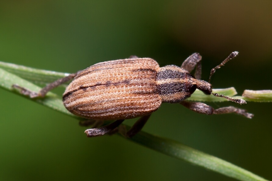 Hypera