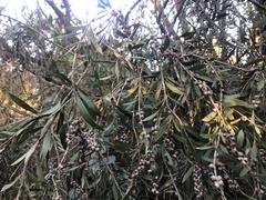 Melaleuca paludicola