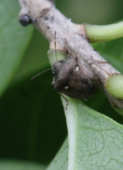 Eysarcoris guttigerus