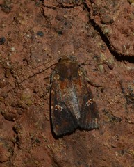 Eriopyga ditissima