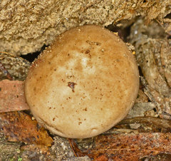 Fistulinella mollis