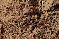 Cryptomys hottentotus