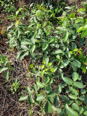Derris trifoliata